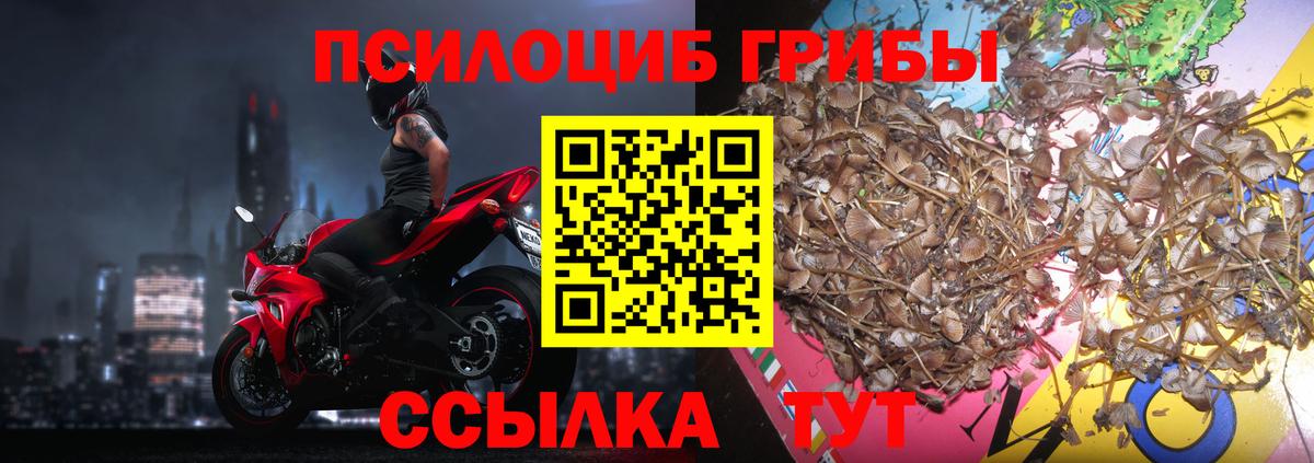 Псилоцибиновые грибы Psilocybe  Вход с VPN  Галлюциногенные грибы прущие грибы  Майский 